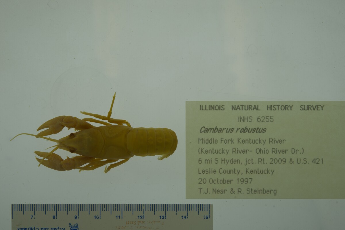 Cambarus robustus image